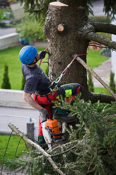 Best Seasonal Cleanup (Spring/Fall)  in Brunswick, MD