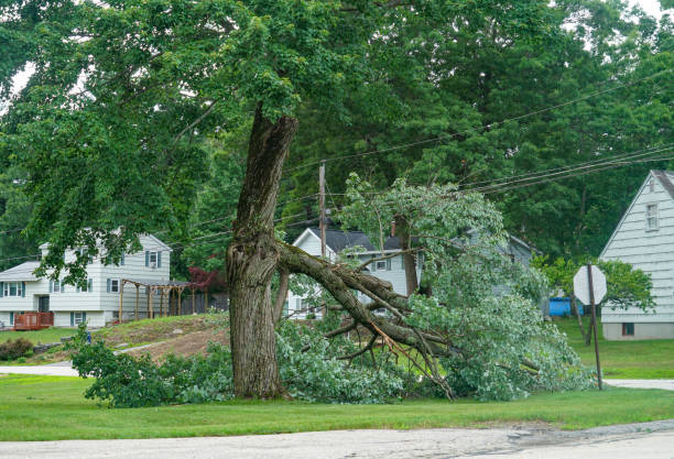 Best Leaf Removal  in Brunswick, MD